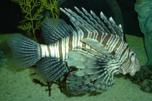 nor-lionfish.jpg