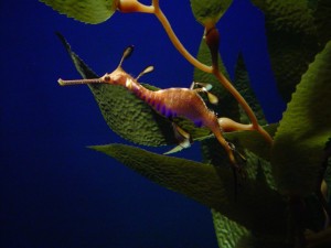 nor-seadragon.jpg