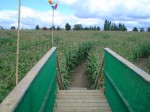 maize_on_a_bridge.jpg